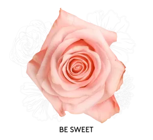 Rose - Be Sweet 50cm