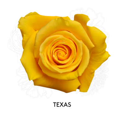 Rose - Texas 50cm
