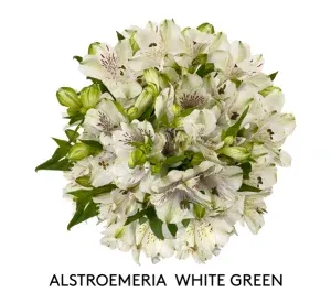 Alstromeria - White 70cm