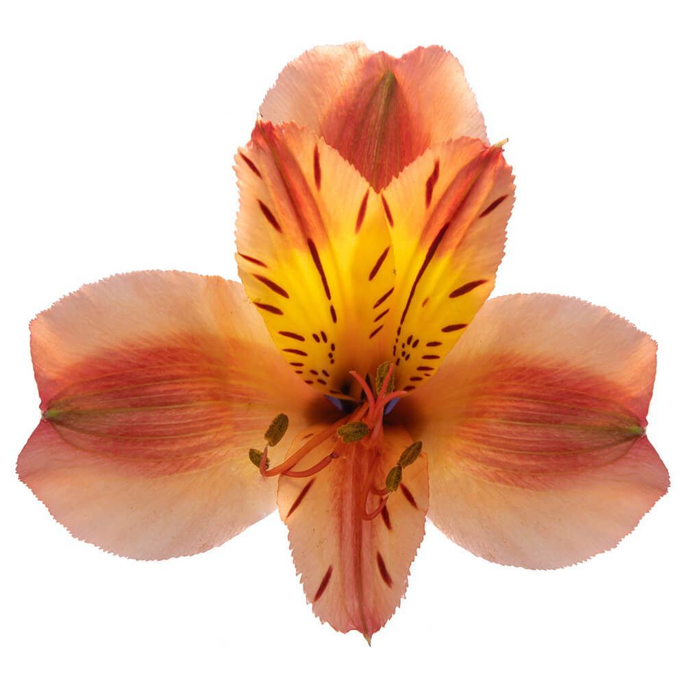 Alstroemeria 70cm-  Hot Orange