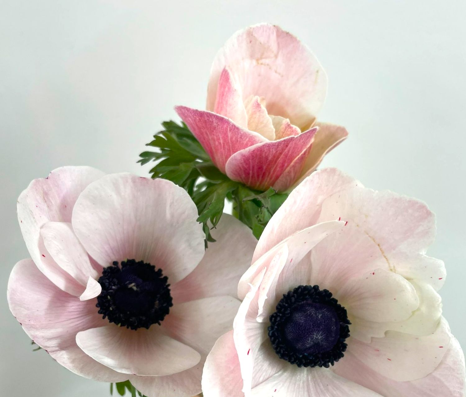 Anemone 35cm - Mistral Blush