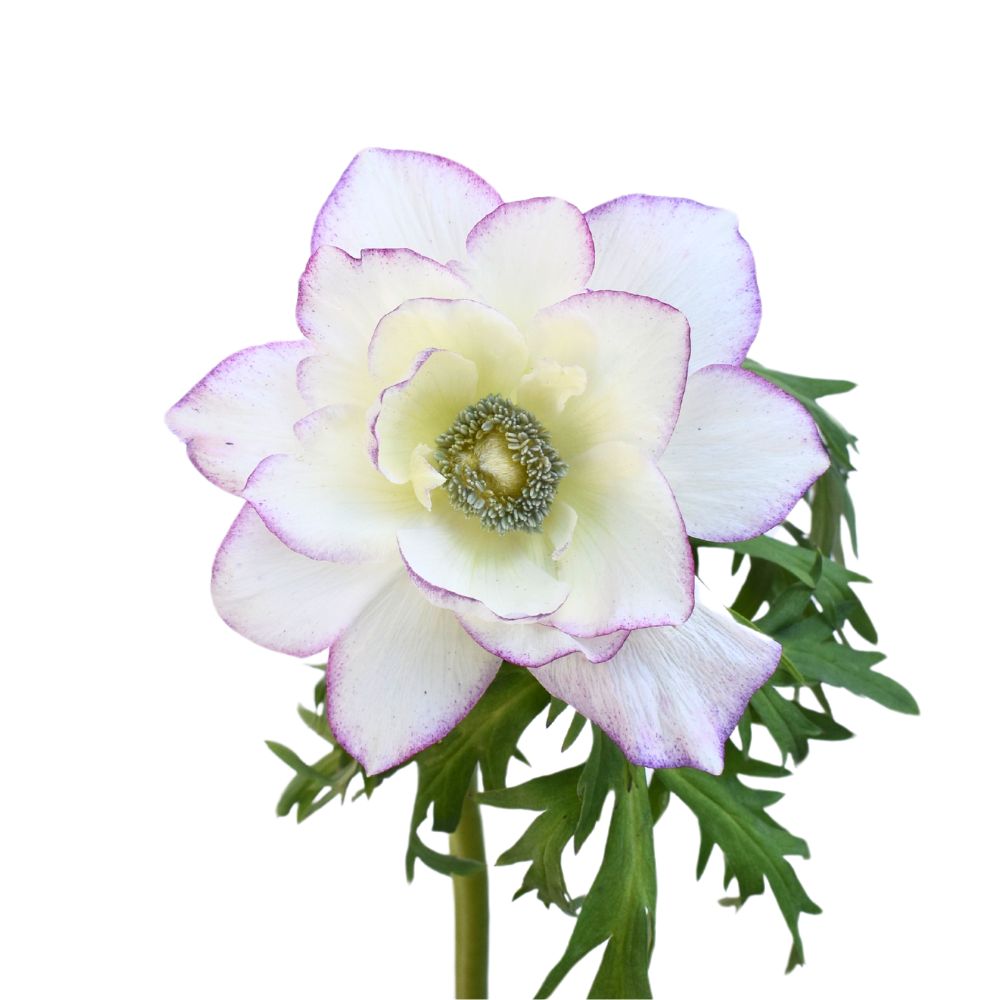 Anemone 35cm - Edge Light Pink