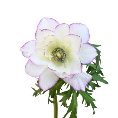 Anemone 35cm - Edge Light Pink