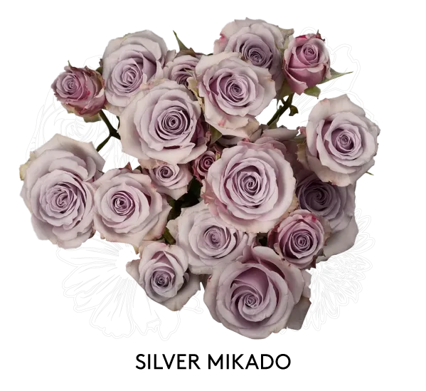 Spray Rose - Silver Mikado 50cm