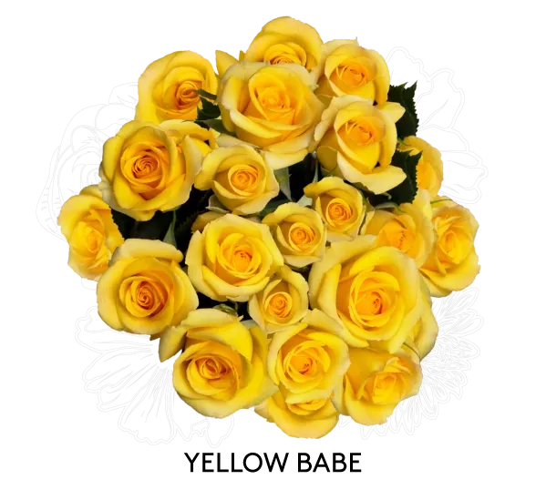 Spray Rose - Yellow Babe 50cm