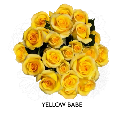 Spray Rose - Yellow Babe 50cm