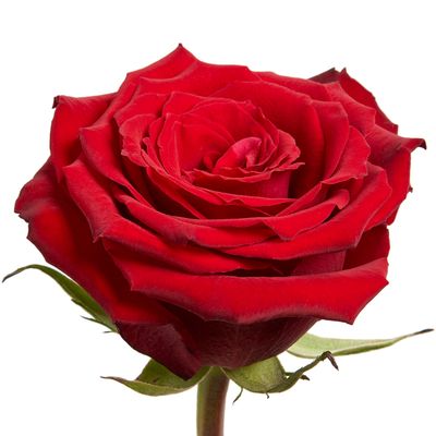 Rose - Born Free 50cm