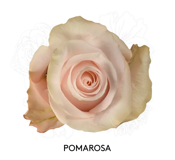 Rose - Pomarosa 50cm
