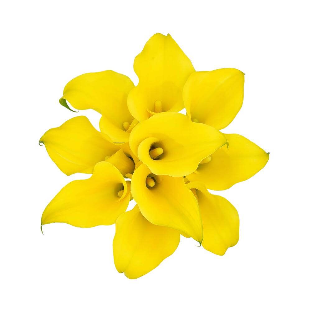 Mini Calla Lily- Monte Carlo (Yellow) 40cm