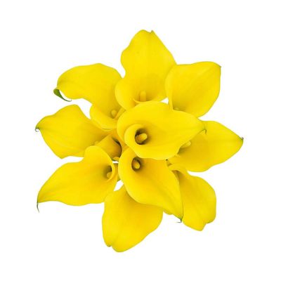 Mini Calla Lily- Copacabana (Yellow) 40cm