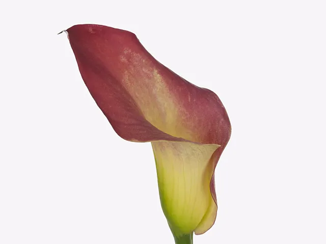 Mini Calla Lily- Bloody Mary (Dark Red) 40cm
