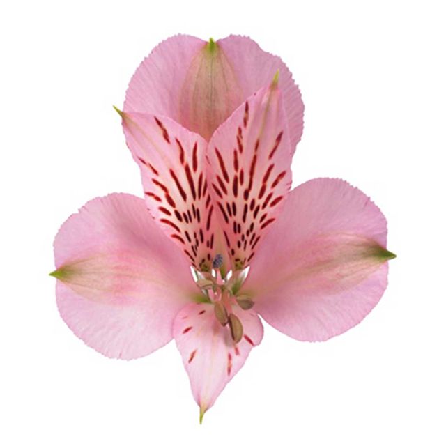 Alstroemeria 70cm- Light Pink