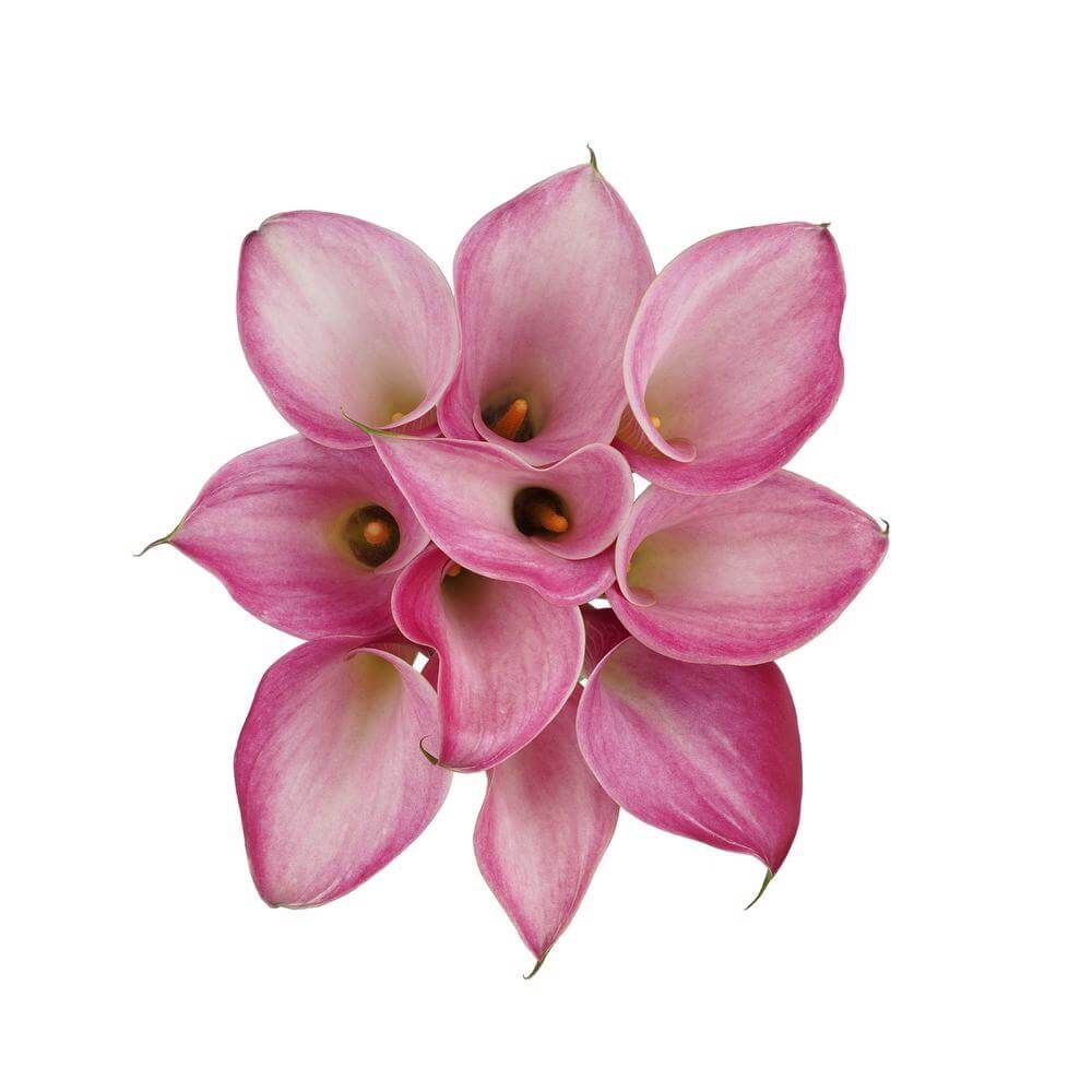 Mini Calla Lily- Fantasia (Pink) 40cm