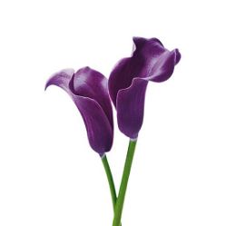 Mini Calla Lily- Purple Spirit 40cm