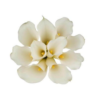 Mini Calla Lily- White Horse (White) 40cm