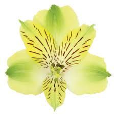 Alstroemeria 70cm- Green
