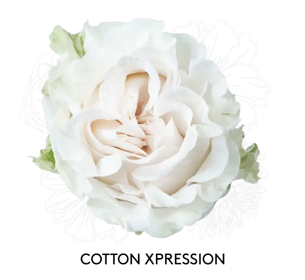 Rose - Cotton Xpression 50cm