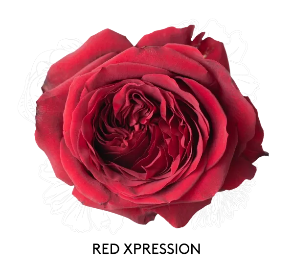 Rose - Red Xpression 50cm
