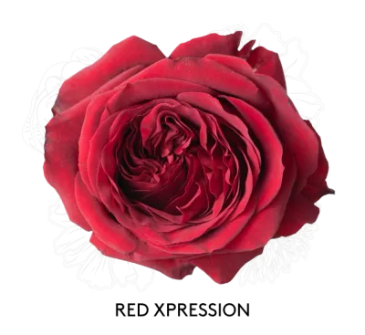 Rose - Red Xpression 50cm