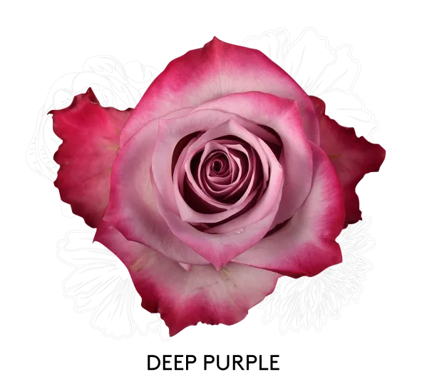 Rose - Deep Purple 50cm