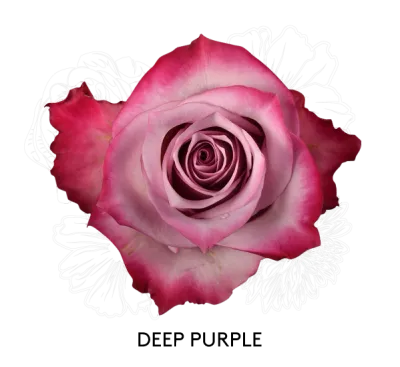 Rose - Deep Purple 50cm