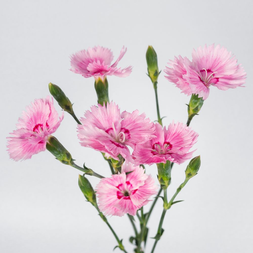 Dianthus 60cm- Fiorino Iris (Light Pink)