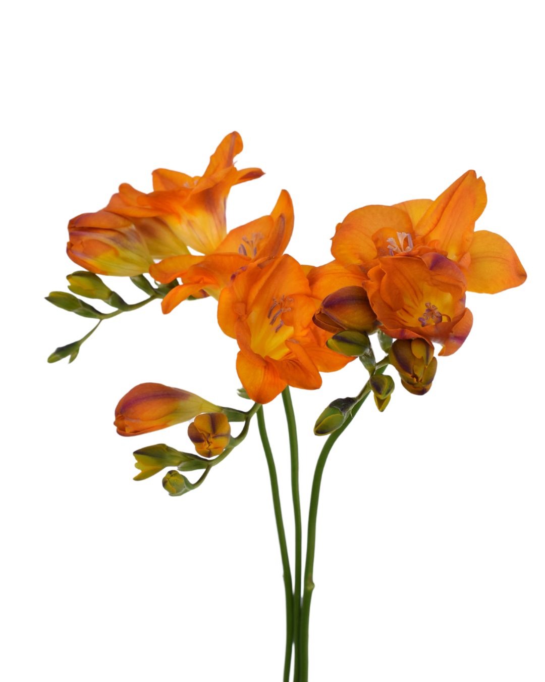 Freesia -Mustard 35cm