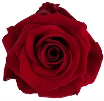 Rose - Redvolution 50cm