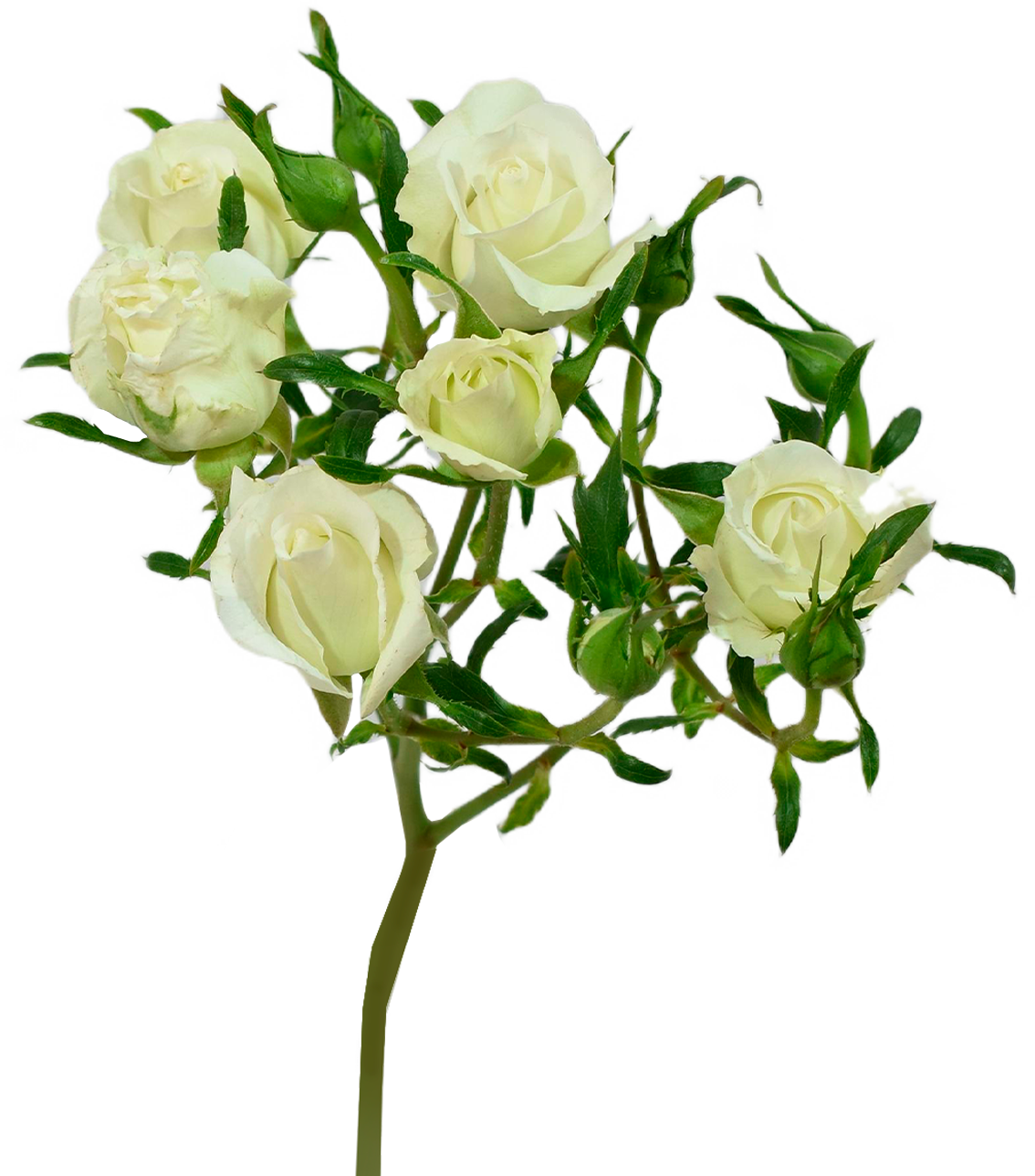 Spray Rose - Shining Star (Cream) 50cm