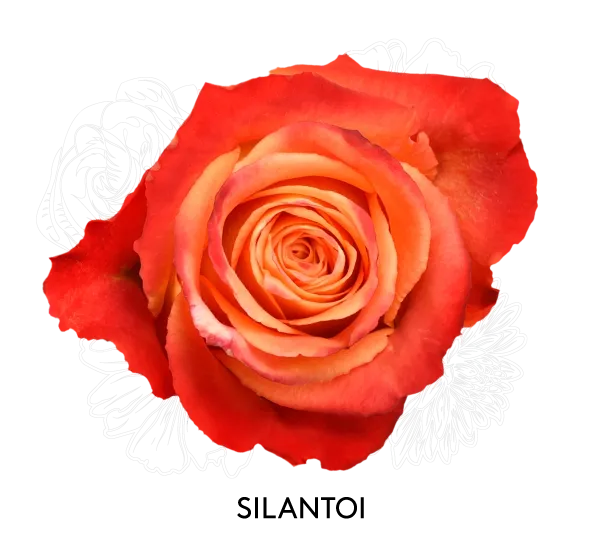 Rose -Silantoi 50cm