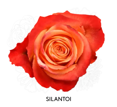 Rose -Silantoi 50cm