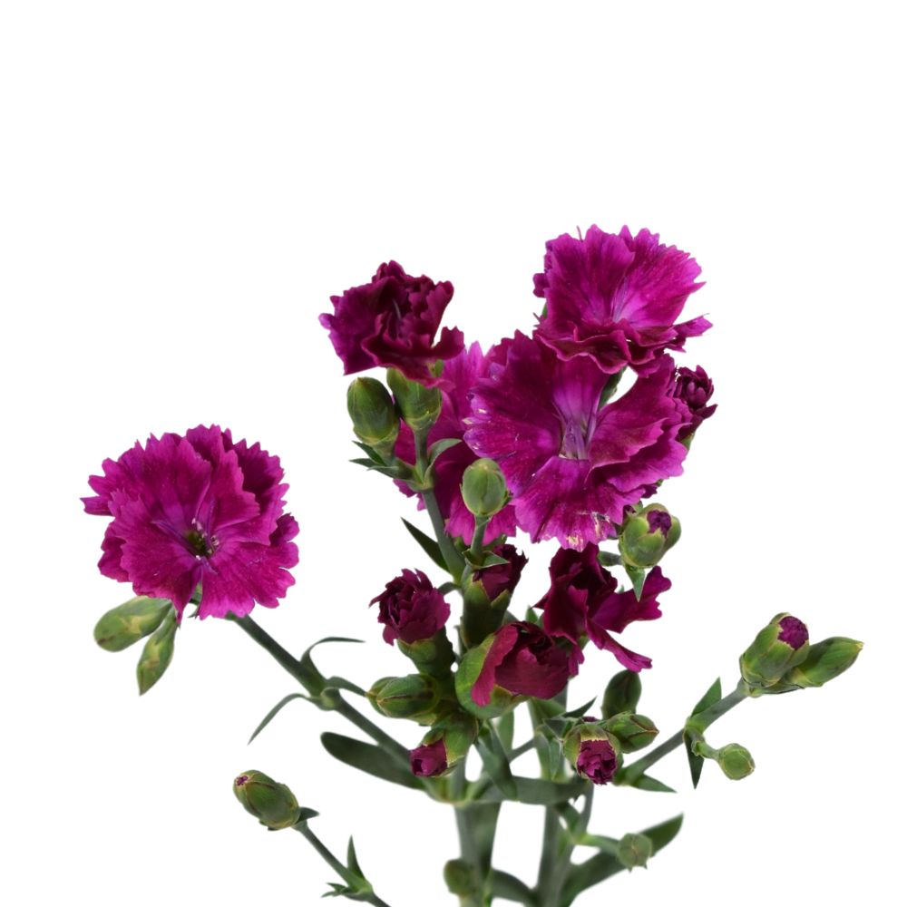 Dianthus 60cm-Lilliput Forever (Purple)