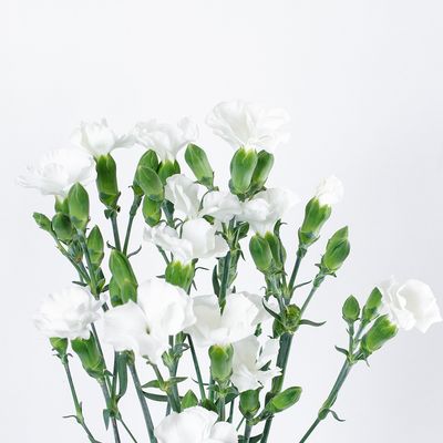Dianthus 60cm- Solomio Ard (White)