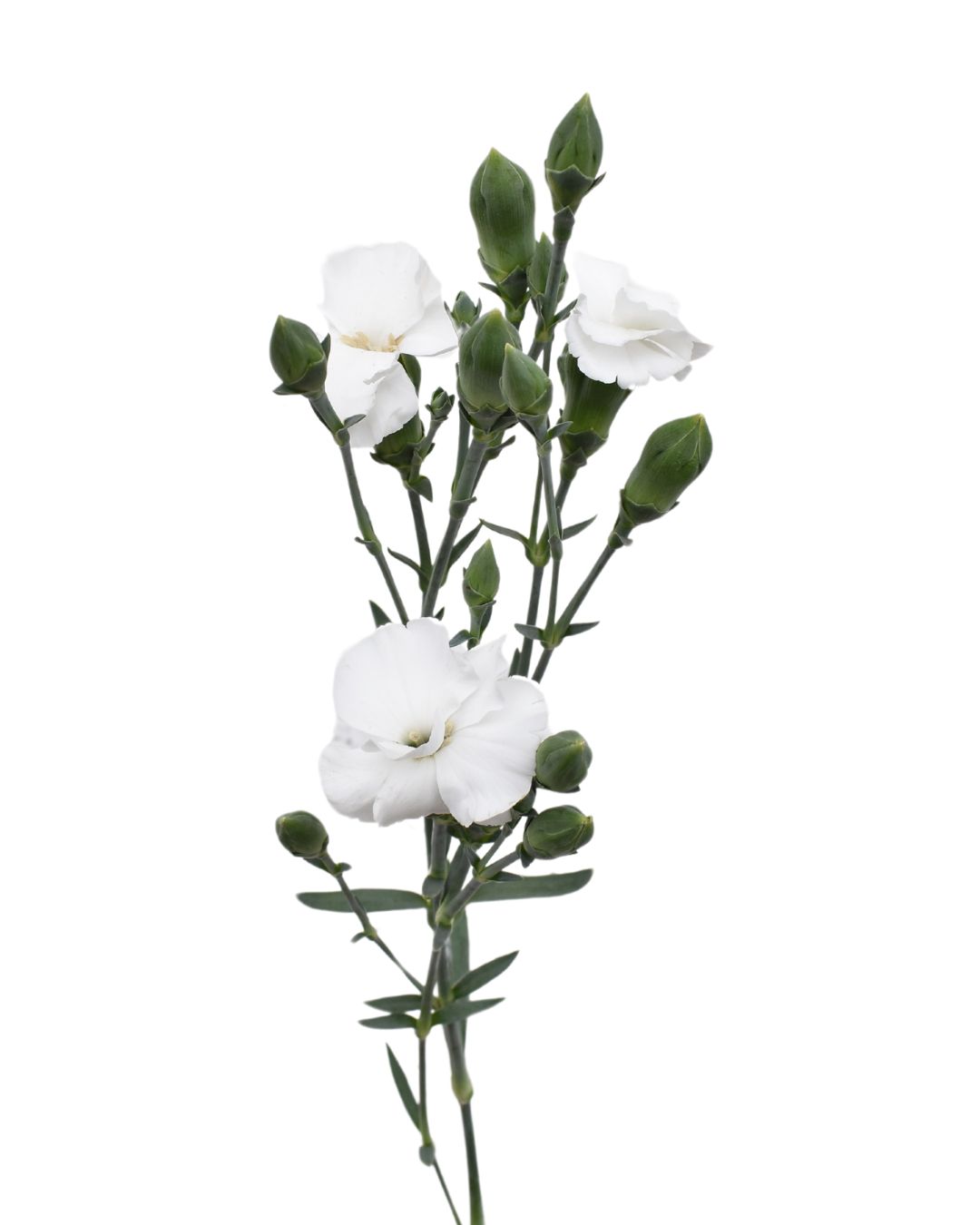 Dianthus 60cm- Solomio Lex (White)