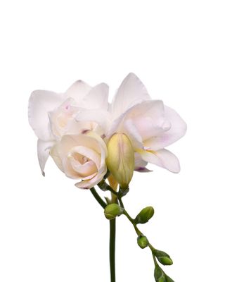 Freesia- Light Lavender 35cm
