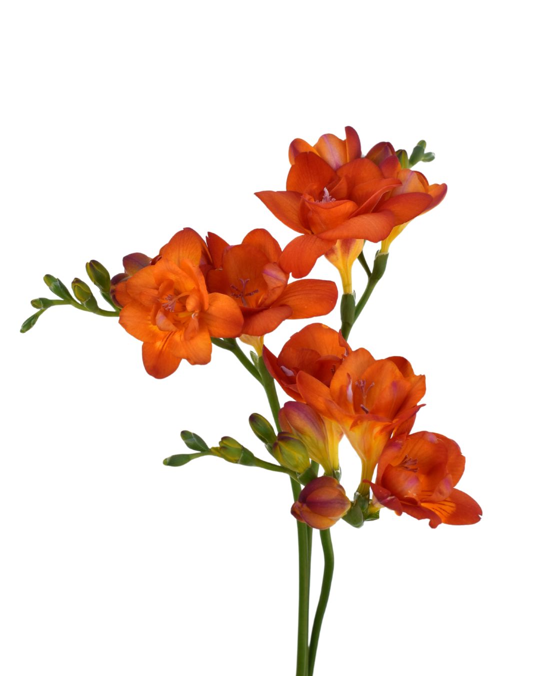 Freesia -Orange 35cm