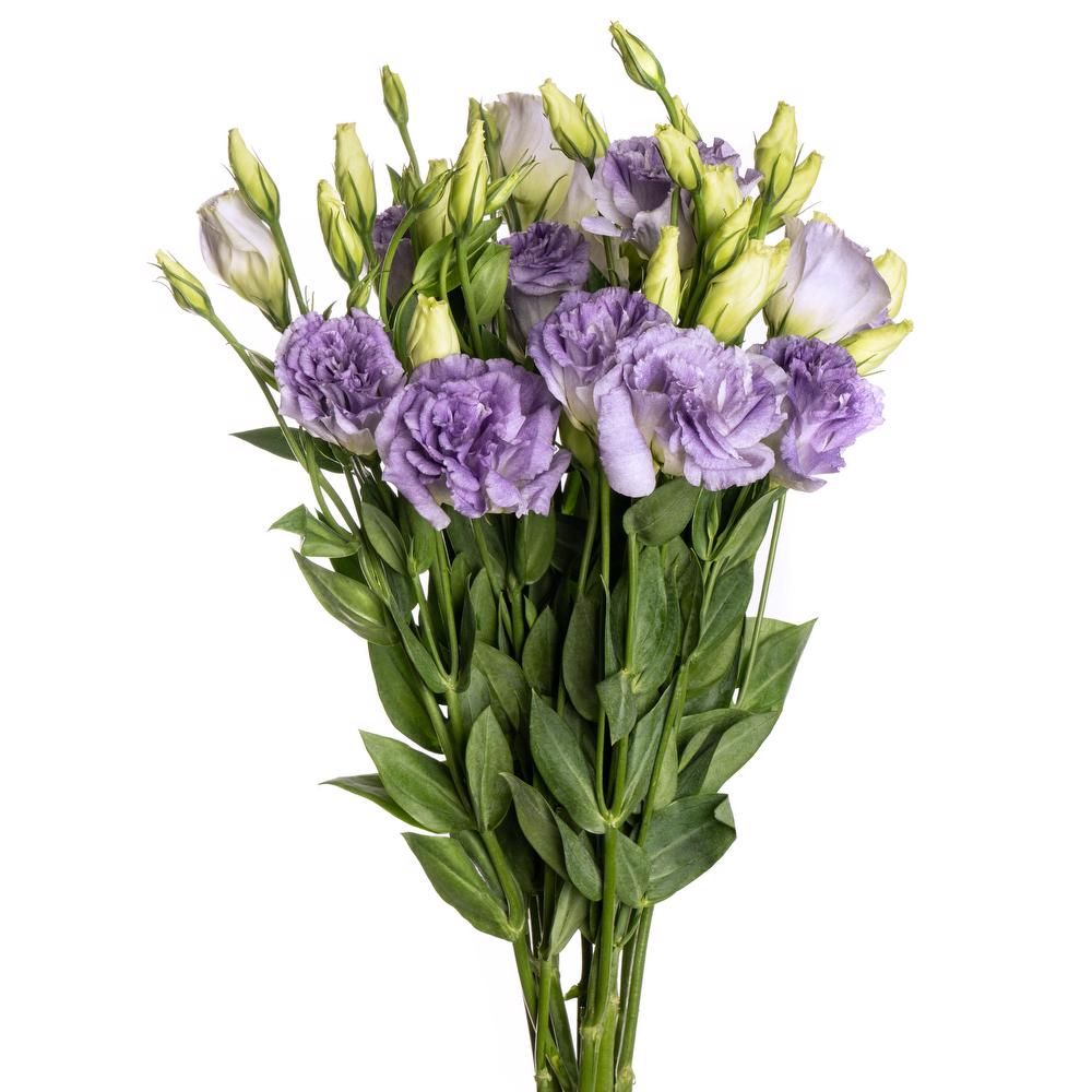 Lisianthus Misty Blue 60cm