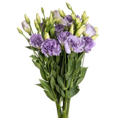 Lisianthus Misty Blue 60cm