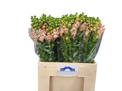 Snapdragon- Pink