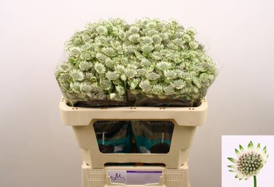 Astrantia- Billion Star 50cm