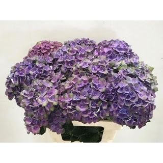 Hydrangea Mag Charlot 50cm (PER STEM)