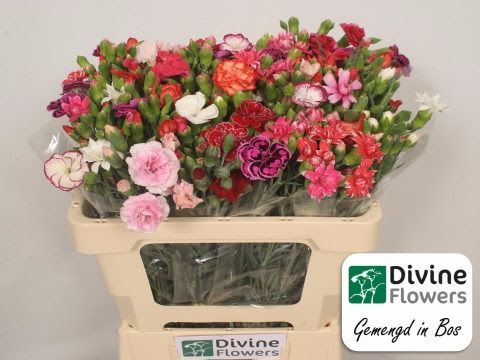 Dianthus Mixed Bunches 50cm