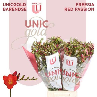 Freesia-Red Passion 52cm