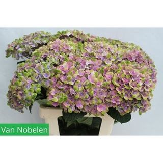 Hydrangea Mag Coral 60cm (PER STEM)