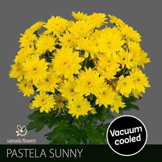 Dutch Chrysanthemum - Sunny (Yellow) 5 STEM