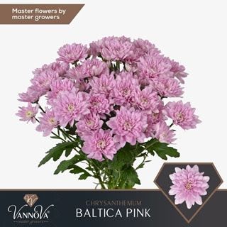 Dutch Chrysanthemum - Baltica Pink 5 STEM