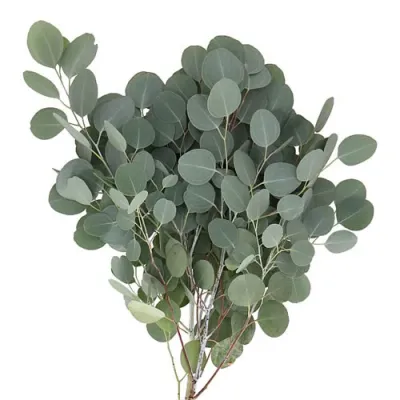Eucalyptus Populus 70cm