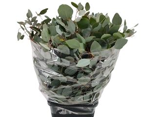 Eucalyptus Populus 60cm 200g