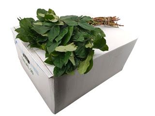Salal- 45cm