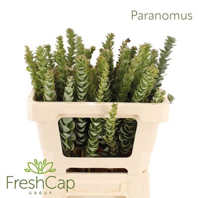 Paranormus 50cm